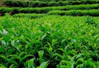 茶樹的種植密度和茶樹的產量有什么關系